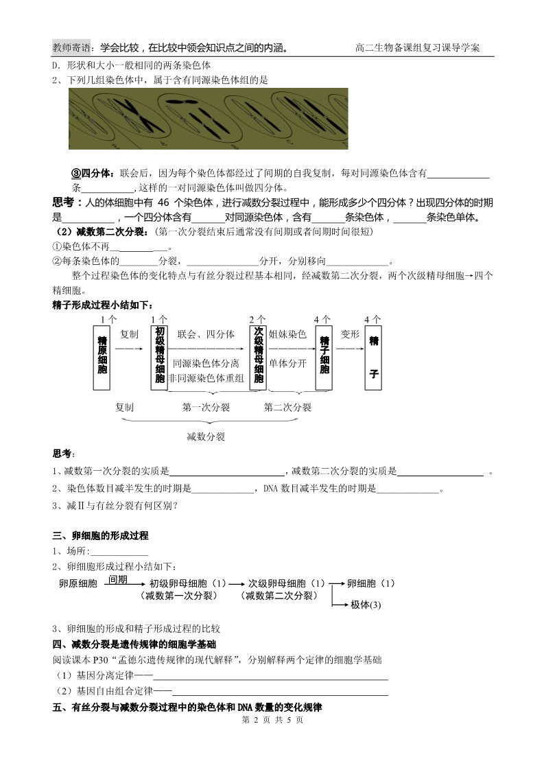 高中生物必修二第4课时 减数分裂和受精作用第2页