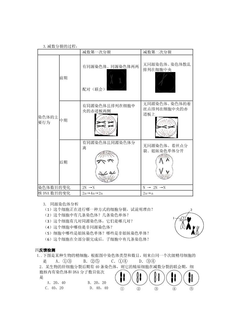 高中生物必修二人教高中生物必修2导学案：第二章第1节 减数分裂和受精作用第1课时第2页