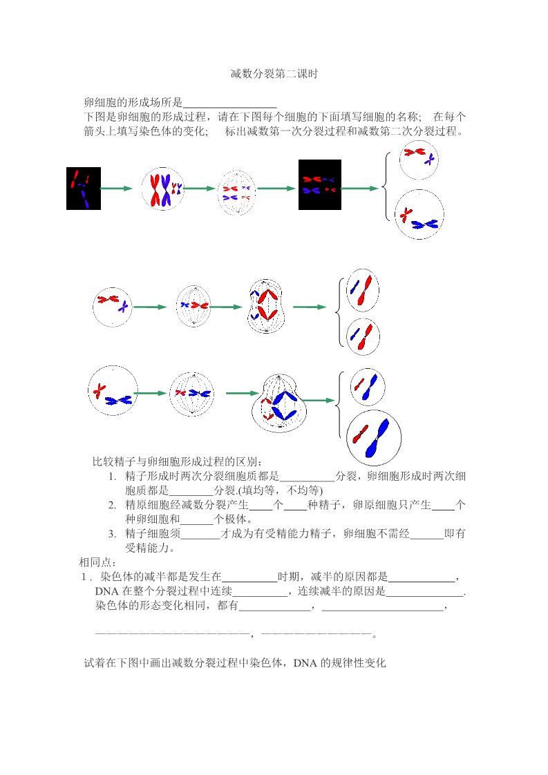 高中生物必修二减数分裂第二课时第1页