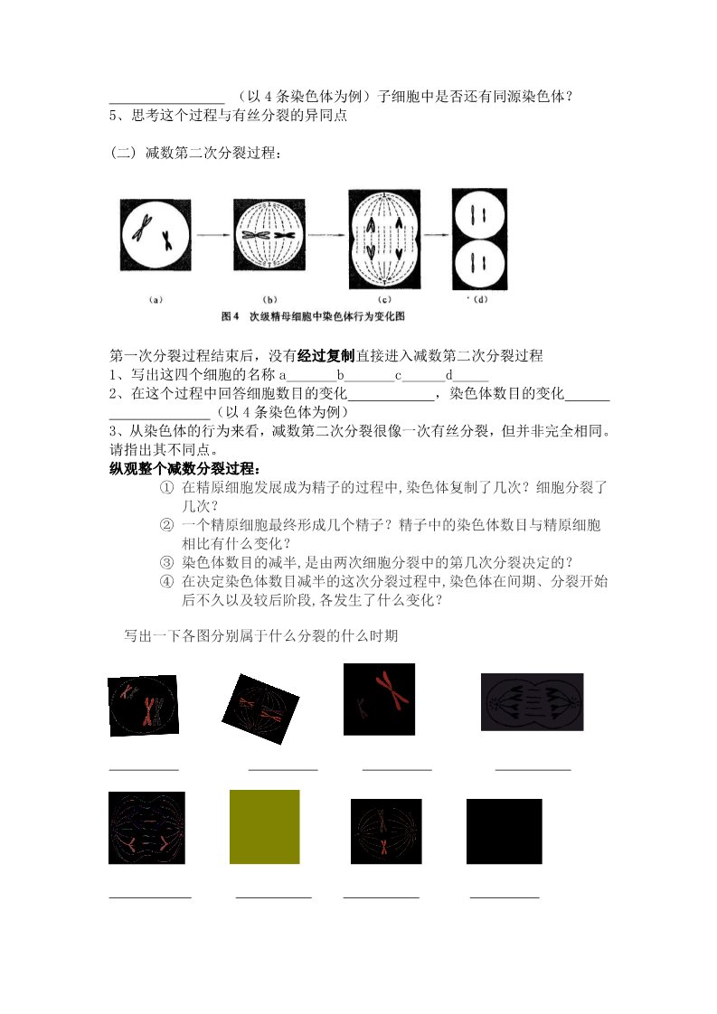 高中生物必修二减数分裂和受精作用第2页