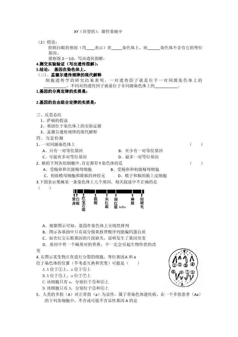 高中生物必修二必修二第二章第2节《基因在染色体上》导学案第3页