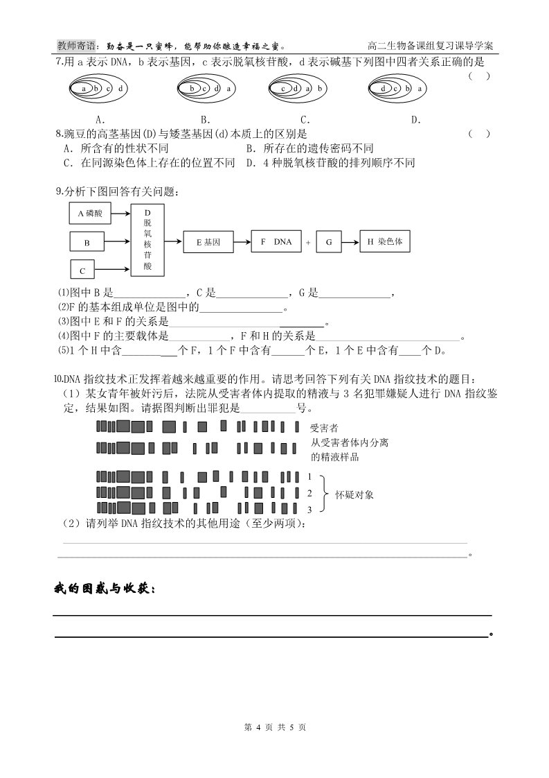 高中生物必修二第7课时 DNA的复制+基因是有遗传效应的DNA片段第4页