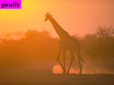 高中英语必修二（人教版）2015-2016学年高中英语 Unit4 Wildlife protection reading课件 新人教版必修2第8页