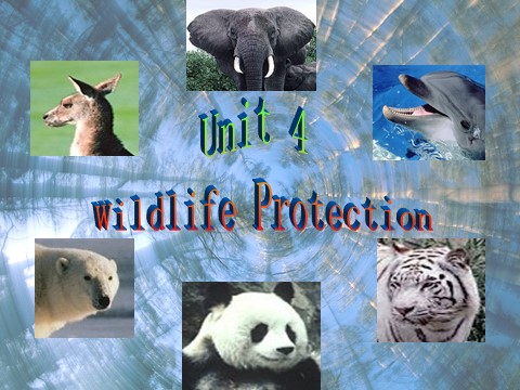 高中英语必修二（人教版）必修二 4.5《unit 4 wildlife protection》第3页