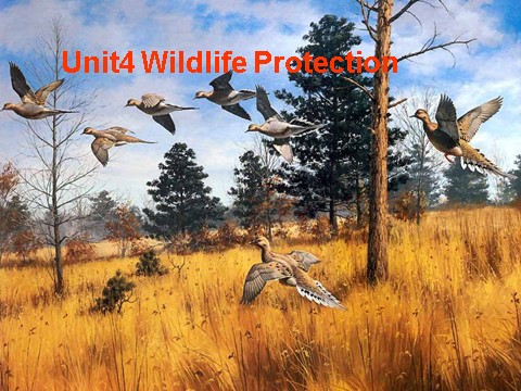 高中英语必修二（人教版）必修二 4.3《 Unit4 Wildlife Protection》第2页