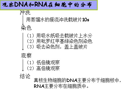 高中生物必修一2.3 遗传信息的携带者--核酸第5页