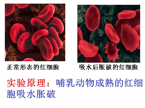 高中生物必修一3.1 细胞膜——系统的边界第9页