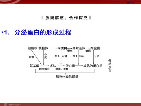 高中生物必修一高效课堂同步课件：3-2-2细胞器──系统内的分工（必修1）第5页