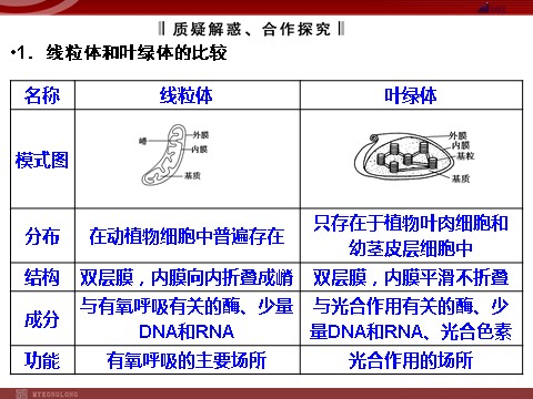 高中生物必修一高效课堂同步课件：3-2-1细胞器──系统内的分工（必修1）第10页