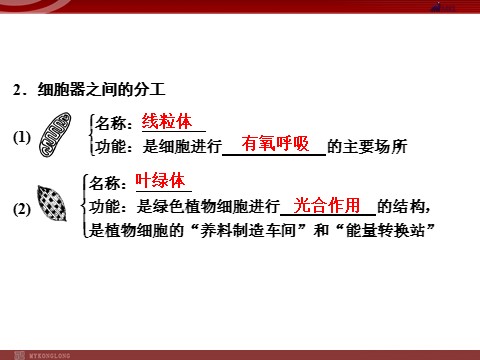 高中生物必修一高效课堂同步课件：3-2-1细胞器──系统内的分工（必修1）第5页