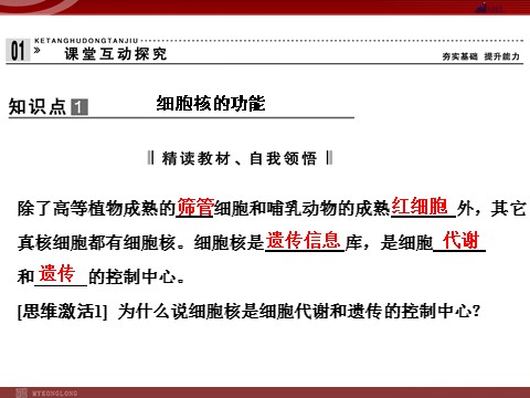 高中生物必修一高效课堂同步课件：3-3细胞核──系统的控制中心（必修1）第4页