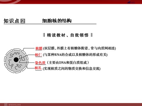 高中生物必修一高效课堂同步课件：3-3细胞核──系统的控制中心（必修1）第9页