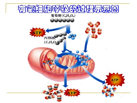高中生物必修一5.3  ATP的主要来源--细胞呼吸第9页