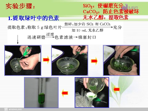 高中生物必修一必修1 第5章 第4节能量之源——光与光合作用第4页