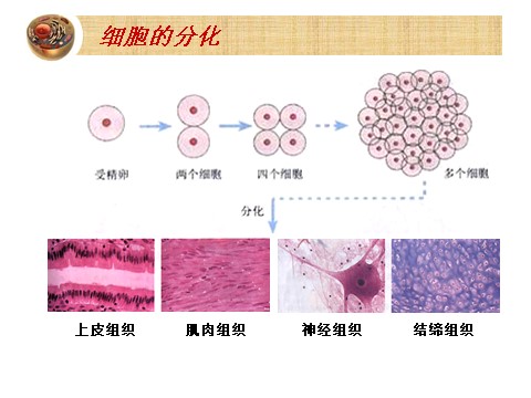 高中生物必修一6.2~4细胞的增殖 癌变和衰老第10页