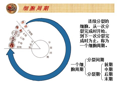 高中生物必修一6.2~4细胞的增殖 癌变和衰老第3页