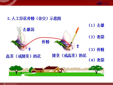 高中生物必修二高中生物同步课件：第1章 第1节  孟德尔的豌豆杂交实验（一）（人教版必修2）第6页