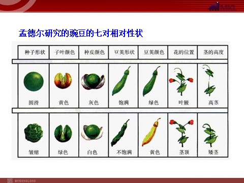 高中生物必修二高中生物同步课件：第1章 第1节  孟德尔的豌豆杂交实验（一）（人教版必修2）第9页