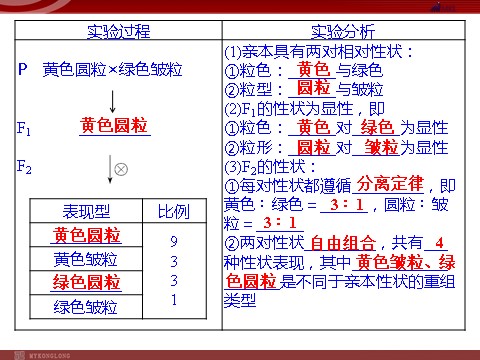 高中生物必修二高效课堂同步课件：1-2盂德尔的豌豆杂交实验（二）（必修2）第5页