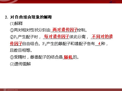 高中生物必修二高效课堂同步课件：1-2盂德尔的豌豆杂交实验（二）（必修2）第6页