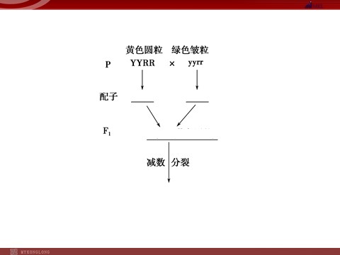 高中生物必修二高效课堂同步课件：1-2盂德尔的豌豆杂交实验（二）（必修2）第7页