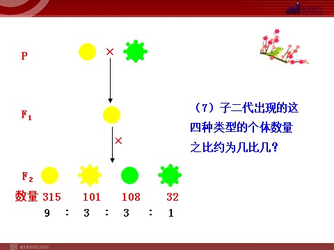 高中生物必修二高中生物同步课件：第1章 第2节  孟德尔的豌豆杂交实验（二）（人教版必修2）第10页