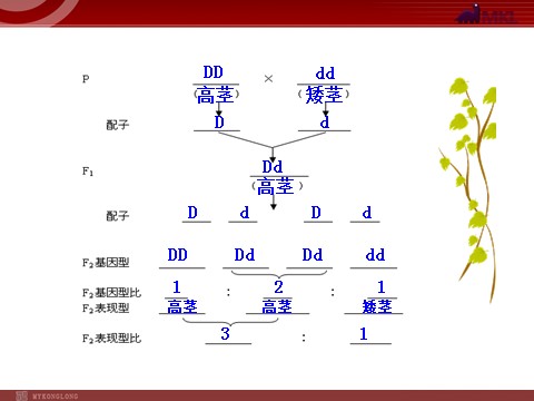 高中生物必修二高中生物同步课件：第1章 第2节  孟德尔的豌豆杂交实验（二）（人教版必修2）第5页