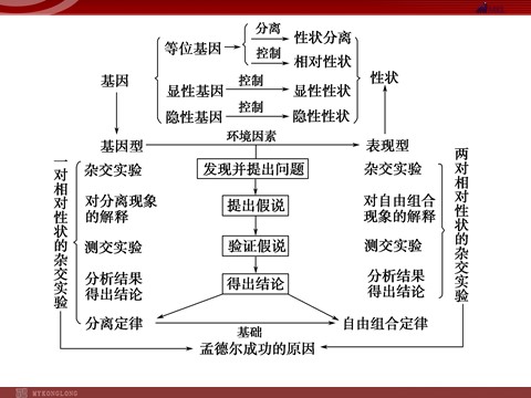 高中生物必修二高效课堂同步课件：章末整合1《遗传因子的发现》（必修2）第2页