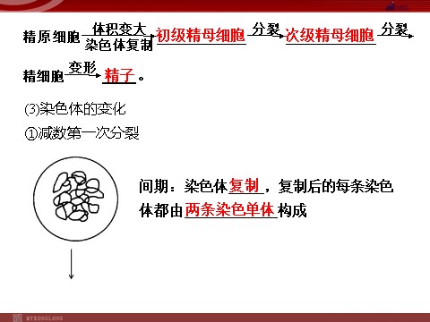 高中生物必修二高效课堂同步课件：2-1-1减数分裂和受精作用（必修2）第6页