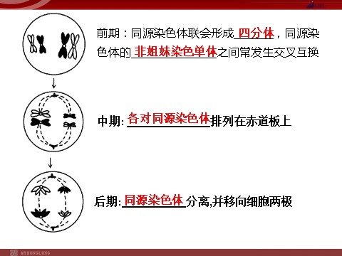 高中生物必修二高效课堂同步课件：2-1-1减数分裂和受精作用（必修2）第7页