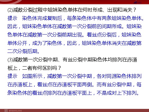 高中生物必修二高效课堂同步课件：2-1-1减数分裂和受精作用（必修2）第9页