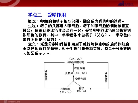 高中生物必修二【人教版】高中生物必修二《 2.1.2 受精作用》课件第10页