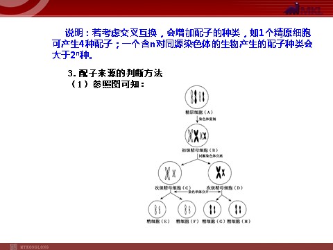 高中生物必修二【人教版】高中生物必修二《 2.1.2 受精作用》课件第5页