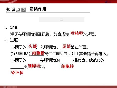 高中生物必修二高效课堂同步课件：2-1-2减数分裂和受精作用（必修2）第7页