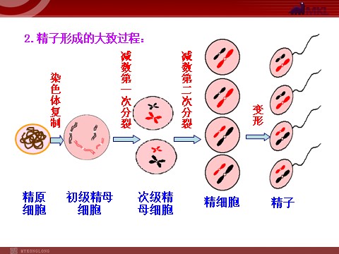 高中生物必修二高中生物同步课件：第2章 第1节  第1课时  减数分裂（人教版必修2）第10页