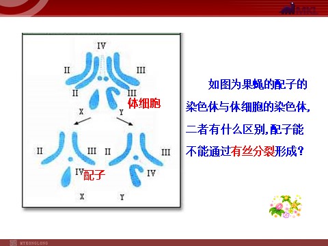 高中生物必修二高中生物同步课件：第2章 第1节  第1课时  减数分裂（人教版必修2）第3页