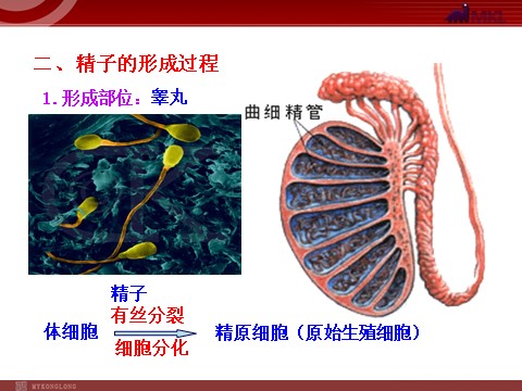 高中生物必修二高中生物同步课件：第2章 第1节  第1课时  减数分裂（人教版必修2）第9页