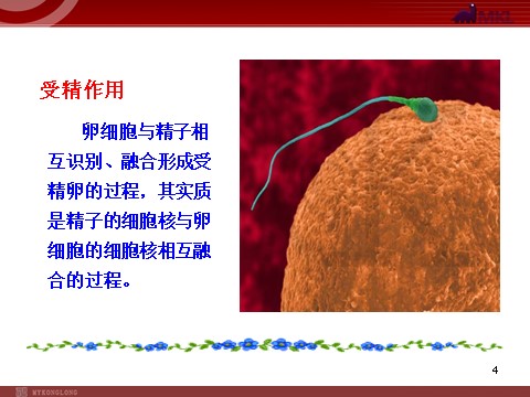 高中生物必修二高中生物同步课件：第2章 第1节  第2课时  受精作用（人教版必修2）第4页
