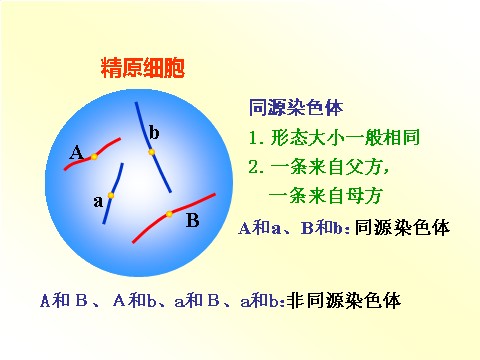 高中生物必修二【人教版】高中生物必修二《 2.1.1 减数分裂》课件第10页