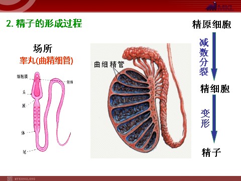 高中生物必修二【人教版】高中生物必修二《 2.1.1 减数分裂》课件第5页