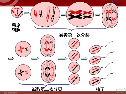 高中生物必修二【人教版】高中生物必修二《 2.1.1 减数分裂》课件第6页