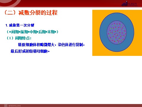 高中生物必修二【人教版】高中生物必修二《 2.1.1 减数分裂》课件第7页