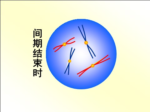 高中生物必修二【人教版】高中生物必修二《 2.1.1 减数分裂》课件第8页