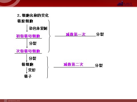 高中生物必修二【人教版】高中生物必修二《 2.1 减数分裂》课件第5页