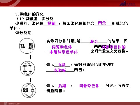 高中生物必修二【人教版】高中生物必修二《 2.1 减数分裂》课件第6页