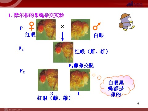 高中生物必修二高中生物同步课件：第2章 第2节  基因在染色体上（人教版必修2）第6页