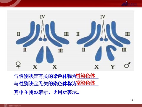高中生物必修二高中生物同步课件：第2章 第2节  基因在染色体上（人教版必修2）第7页