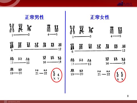 高中生物必修二高中生物同步课件：第2章 第2节  基因在染色体上（人教版必修2）第8页