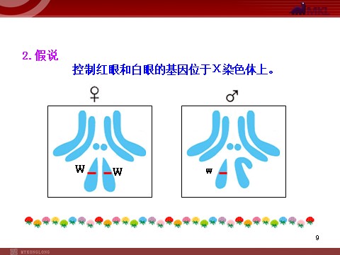 高中生物必修二高中生物同步课件：第2章 第2节  基因在染色体上（人教版必修2）第9页