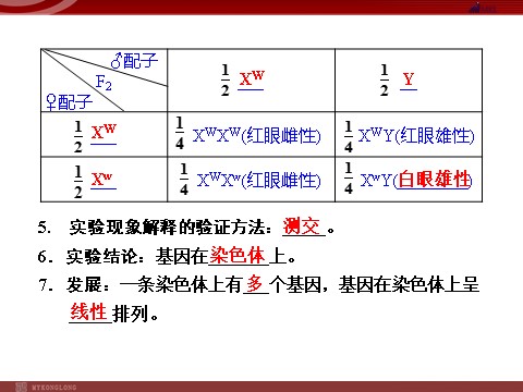 高中生物必修二高效课堂同步课件：2-2基因在染色体上（必修2）第10页